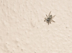 谨慎的跳蜘蛛的墙