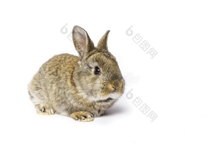可爱的灰色兔子孤立的白色背景可爱的灰色兔子