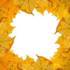 框架组成色彩斑斓的秋天叶子在白色