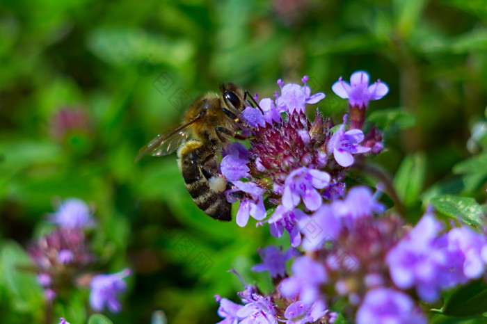 美丽的紫色的土壤封面百里香爬百里香各种茶的花园盛开的百里香与蜜蜂花美丽的紫色的百里香地面封面