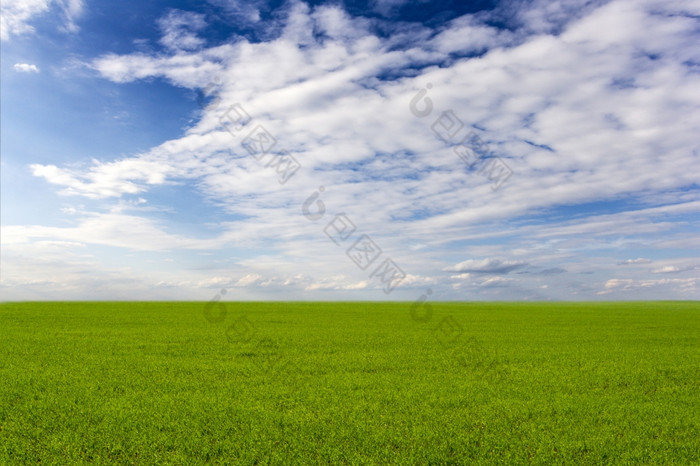 场绿色草和蓝色的天空绿色场背景