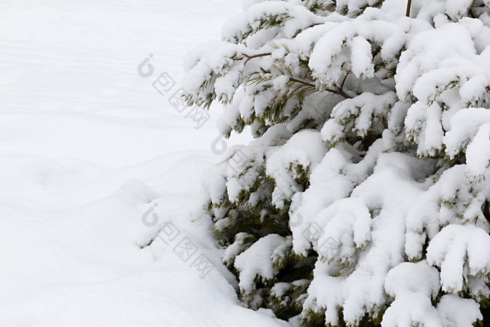 云杉分支机构下的雪云杉树为的新一年美丽的雪覆盖树象征圣诞节