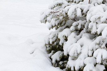 <strong>云杉</strong>分支机构下的雪<strong>云杉</strong>树为的新一年美丽的雪覆盖树象征圣诞节