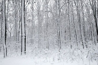 白雪覆盖的树植物森林自然冬天圣诞节新一年背景林地雪下