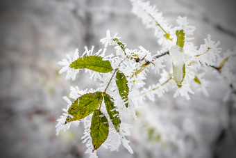 叶子树白霜叶挂树覆盖与白霜早....霜沉积早期霜冻冻结软Rime