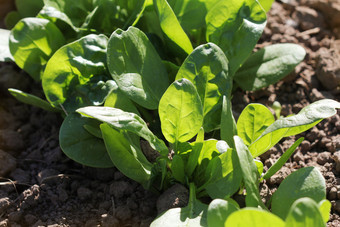 年轻的叶子spinachsprouts菠菜日益增长的花园<strong>绿色</strong>芽年轻的<strong>绿色</strong>为沙拉年轻的叶子spinachsprouts菠菜日益增长的花园<strong>绿色</strong>芽年轻的<strong>绿色</strong>为沙拉