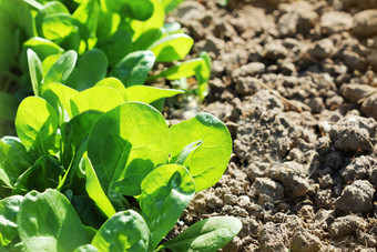 年轻的叶子spinachsprouts菠菜日益增长的花园绿色芽年轻的绿色为沙拉年轻的叶子spinachsprouts菠菜日益增长的花园绿色芽年轻的绿色为沙拉