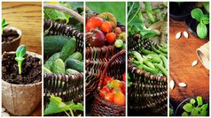拼贴画蔬菜产品蔬菜花园拼贴画蔬菜产品蔬菜花园