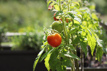 容器蔬菜园艺蔬菜花园<strong>阳台</strong>草本植物西红柿日益增长的容器容器蔬菜园艺蔬菜花园<strong>阳台</strong>草本植物西红柿日益增长的容器