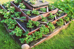 草莓生长提高了花园床上金字塔提高了花园草莓生长提高了花园床上金字塔提高了花园