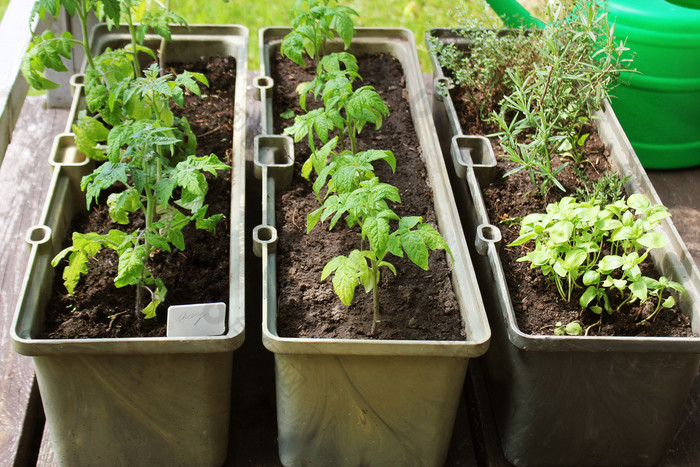 蔬菜花园阳台草本植物西红柿幼苗日益增长的容器蔬菜花园阳台草本植物西红柿幼苗日益增长的容器