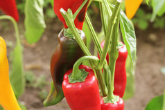 新鲜的红色的甜蜜的贝尔胡椒植物日益增长的种植园新鲜的红色的甜蜜的贝尔胡椒植物日益增长的种植园