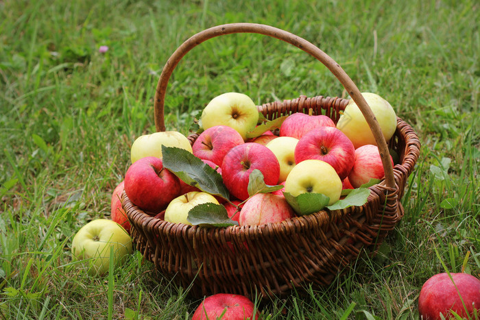 篮子与红色的和黄色的苹果的草的花园篮子与红色的和黄色的苹果的草的花园