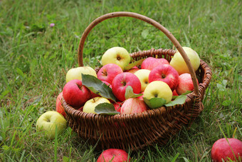 篮子与红色的和<strong>黄</strong>色的<strong>苹果</strong>的草的花园篮子与红色的和<strong>黄</strong>色的<strong>苹果</strong>的草的花园