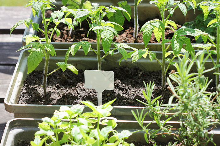 蔬菜花园阳台草本植物西红柿幼苗日益增长的容器蔬菜花园阳台草本植物西红柿幼苗日益增长的容器