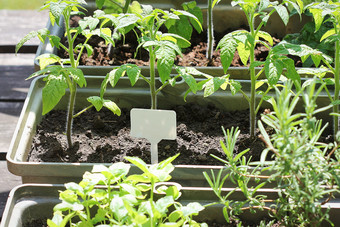 蔬菜花园阳台草本植物西红柿幼苗日益增长的容器蔬菜花园阳台草本植物西红柿幼苗日益增长的容器