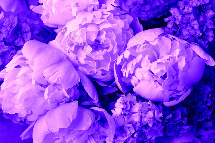 美丽的春天模式背景与蓝色的花关闭牡丹花美丽的春天模式背景与蓝色的花关闭牡丹花