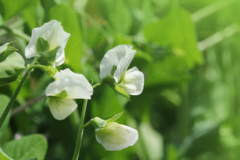 绿色(2008年)植物与白色花花园绿色(2008年)植物与白色花花园