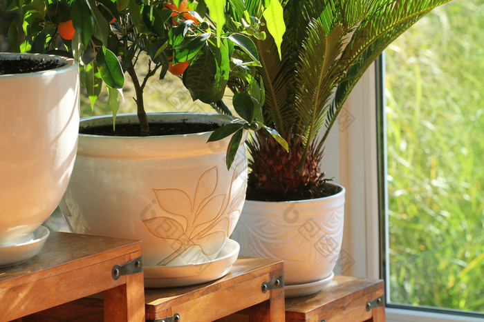 集合各种各样的花和植物不同的锅盆栽房子植物木表集合各种各样的花和植物不同的锅盆栽房子植物木表