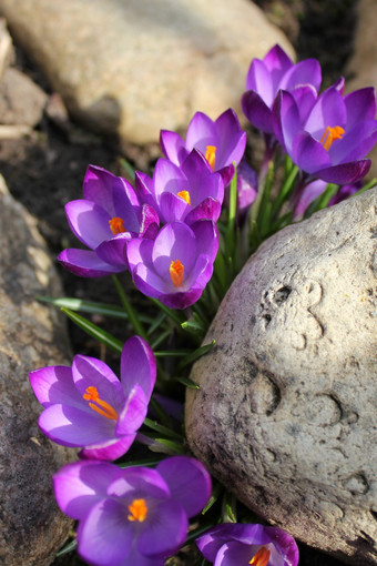 紫色的番红<strong>花</strong>属阳光明媚的春天一天番红<strong>花</strong>属聪明才智春天模式特写镜头盛开的番红<strong>花</strong>属<strong>花绿色</strong>meadownature和<strong>花</strong>背景紫色的番红<strong>花</strong>属阳光明媚的春天一天番红<strong>花</strong>属聪明才智春天模式特写镜头盛开的番红<strong>花</strong>属<strong>花绿色</strong>