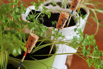 植物标记为春天花园草本植物日益增长的锅窗台上植物标记为春天花园草本植物日益增长的锅窗台上