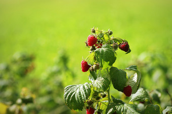 分支<strong>成熟</strong>的红色的树莓花园分支<strong>成熟</strong>的红色的树莓花园