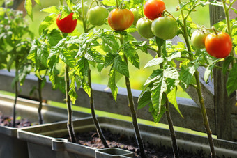 容器蔬菜园艺蔬菜花园<strong>阳台</strong>草本植物西红柿日益增长的容器容器蔬菜园艺蔬菜花园<strong>阳台</strong>草本植物西红柿日益增长的容器