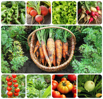 拼贴画蔬菜产品蔬菜花园健康的吃consept园艺背景拼贴画蔬菜产品蔬菜花园健康的吃consept园艺背景