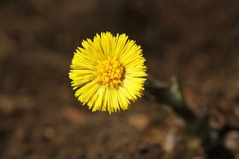 款冬药用草花<strong>春</strong>天黄色的花早期<strong>春</strong>天款冬药用草花<strong>春</strong>天黄色的花早期<strong>春</strong>天