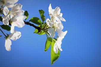 春天<strong>背景</strong>美丽<strong>的</strong>分支苹果树<strong>花</strong>朵对蓝色<strong>的背景</strong>春天<strong>背景</strong>美丽<strong>的</strong>分支苹果树<strong>花</strong>朵对蓝色<strong>的背景</strong>