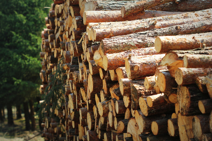 木日志松森林的森林堆放桩的一边的路新鲜切碎树日志堆放前每一个其他桩