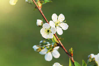 春天樱桃开花<strong>背景</strong>美丽的自然场景与盛开的树<strong>绿色背景</strong>春天花春天樱桃开花<strong>背景</strong>美丽的自然场景与盛开的树<strong>绿色背景</strong>春天花