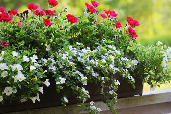 红色的和白色开花植物花盒子的窗口窗台上天竺葵佩妮和一种花增长能红色的和白色开花植物花盒子的窗口窗台上天竺葵佩妮和一种花增长能