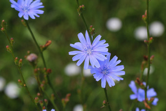 蓝色<strong>的</strong>菊苣<strong>花</strong>菊苣野生<strong>花的</strong>场蓝色<strong>的花</strong>自然<strong>背景花</strong>野生菊苣末端cichoriumIntybus蓝色<strong>的</strong>菊苣<strong>花</strong>菊苣野生<strong>花的</strong>场蓝色<strong>的花</strong>自然<strong>背景花</strong>野生菊苣末端cichoriumIntybus