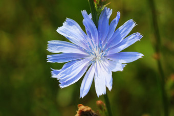 <strong>蓝色</strong>的菊苣花菊苣野生花的场<strong>蓝色</strong>的花自然背景花野生菊苣末端cichoriumIntybus<strong>蓝色</strong>的菊苣花菊苣野生花的场<strong>蓝色</strong>的花自然背景花野生菊苣末端cichoriumIntybus