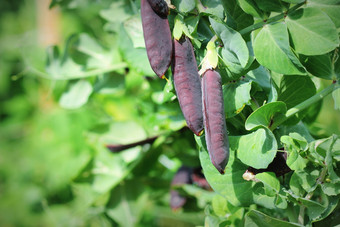 种子豆荚花园豌豆pisum一种紫色的雪豌豆新鲜的豌豆紫色的豆荚挂分支机构花园自然园艺背景不寻常的紫罗兰色的蔬菜