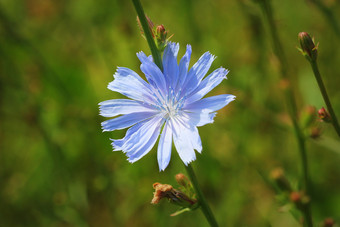 蓝色的菊苣花菊苣野生花的场蓝色的花自然背景花野生菊苣末端cichoriumIntybus蓝色的菊苣花菊苣野生花的场蓝色的花自然背景花野生菊苣末端cichoriumIntybus