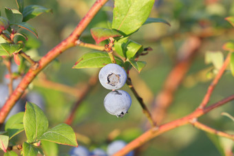 蓝莓成熟的<strong>布什</strong>灌木蓝莓日益增长的浆果的花园特写镜头蓝莓<strong>布什</strong>Vaccinium鞘翅目