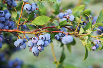 蓝莓成熟的布什灌木蓝莓日益增长的浆果的花园特写镜头蓝莓布什Vaccinium鞘翅目