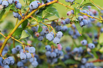 蓝莓成熟的布什灌木蓝莓日益<strong>增长</strong>的浆果的花园特写镜头蓝莓布什Vaccinium鞘翅目