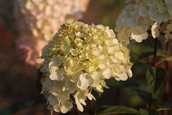 光明的事情粉红色的绣球<strong>花</strong>完整的布鲁姆开<strong>花花</strong>夏天<strong>花</strong>园绣球<strong>花</strong>开<strong>花</strong>阳光明媚的一天开<strong>花</strong>绣球<strong>花</strong>植物艳丽的<strong>花</strong>夏天