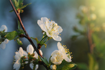 春天樱桃<strong>开花</strong>背景美丽的自然场景与盛开的<strong>树</strong>绿色背景春天花春天樱桃<strong>开花</strong>背景美丽的自然场景与盛开的<strong>树</strong>绿色背景春天花