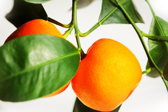 新鲜普通话水果树橘子背景新鲜普通话水果树橘子背景