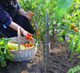 女人收获新鲜的西红柿从的花园把生产篮子有机农民检查他的西红柿女人收获新鲜的西红柿从的花园把生产篮子有机农民检查他的西红柿