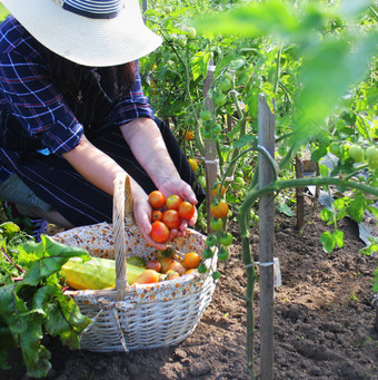 女人收获新鲜的西红柿从的花园把生产篮子有机农民检查他的西红柿