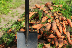 桩新鲜的成熟的橙色胡萝卜和铲的花园健康的素食者食物桩新鲜的成熟的橙色胡萝卜和铲的花园健康的素食者食物
