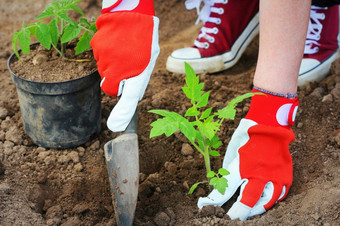 女人农民种植番茄幼苗种植幼苗的春天的地面女人农民种植番茄幼苗种植幼苗的春天的地面