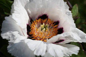 树牡丹<strong>花朵</strong>白色精致<strong>的</strong>花关闭树牡丹<strong>花朵</strong>白色精致<strong>的</strong>花关闭