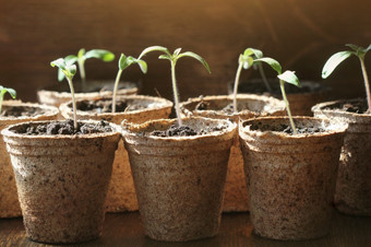 园艺概念年轻的番茄幼苗豆芽的泥炭锅园艺概念年轻的番茄幼苗豆芽的泥炭锅