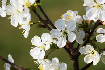 春天樱桃开<strong>花背景</strong>美丽的自然场景与盛开的树<strong>绿色</strong>背景春天花春天樱桃开<strong>花背景</strong>美丽的自然场景与盛开的树<strong>绿色</strong>背景春天花